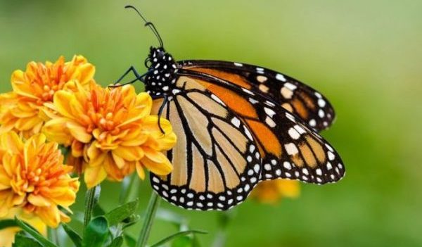 Where to see butterflies in Atlanta: festivals and up-close butterfly encounters
